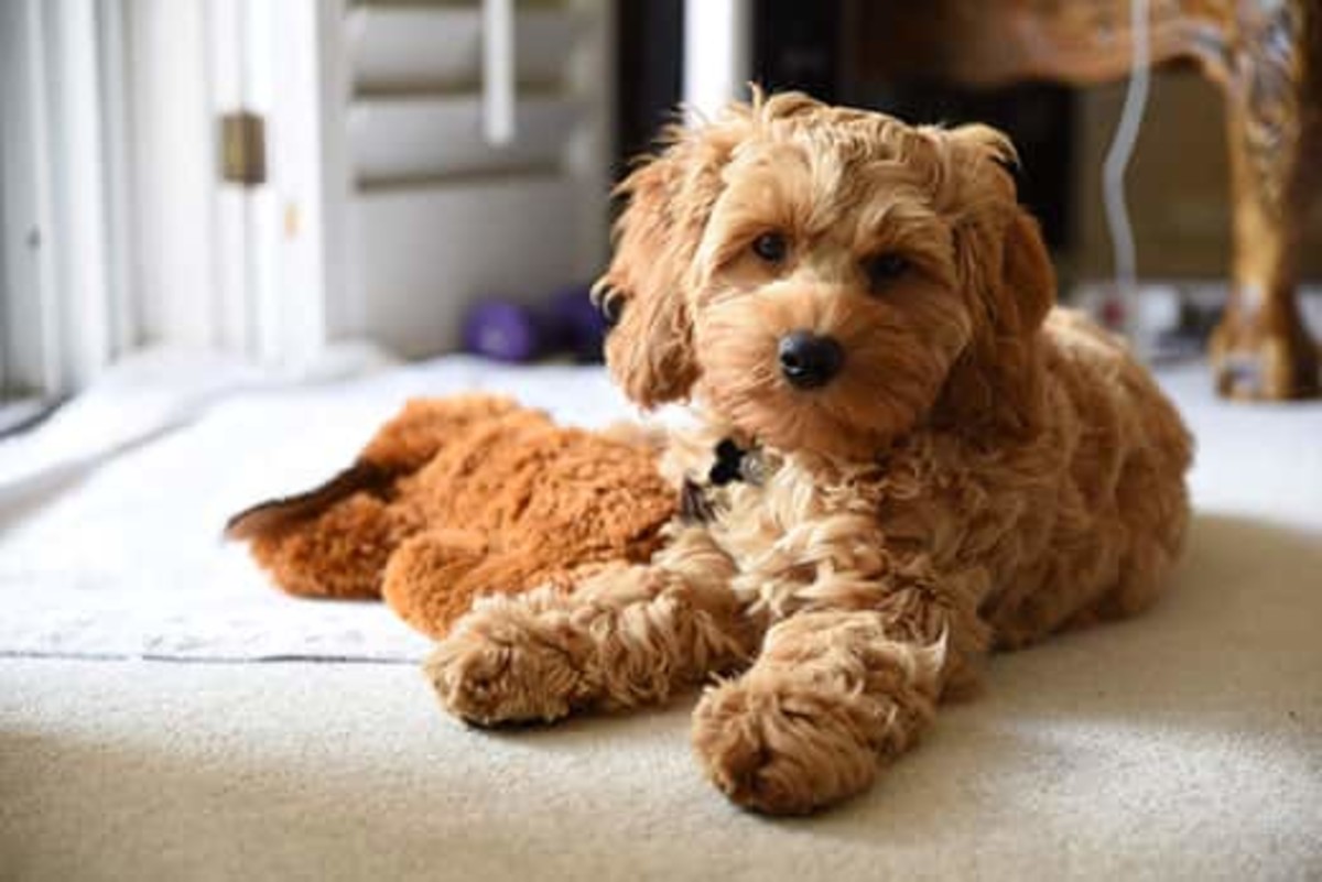 Cockapoo best sale similar breeds