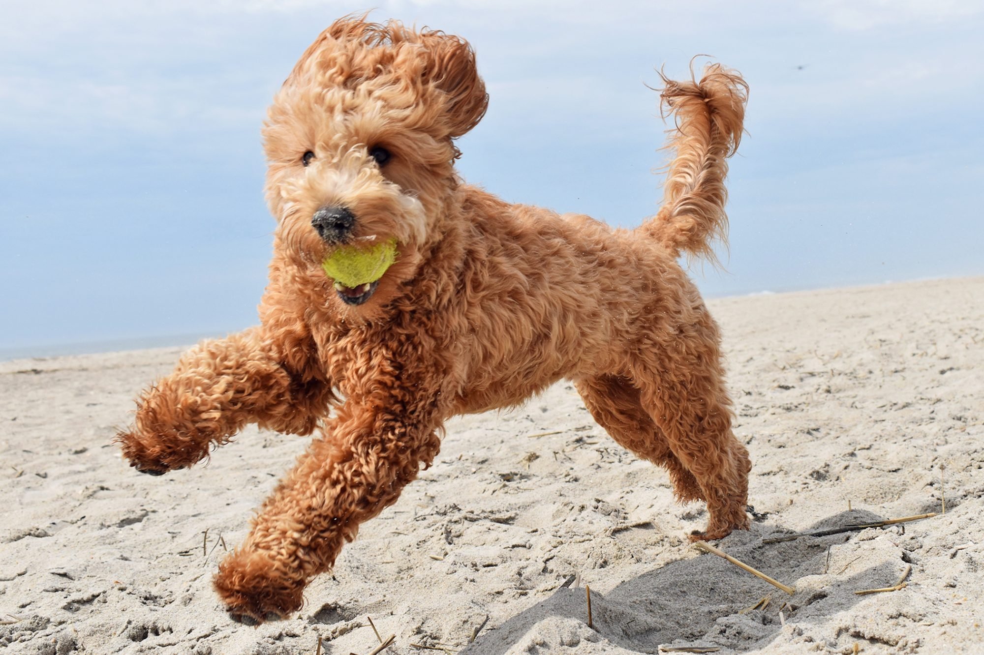 How much should i hotsell feed my goldendoodle puppy