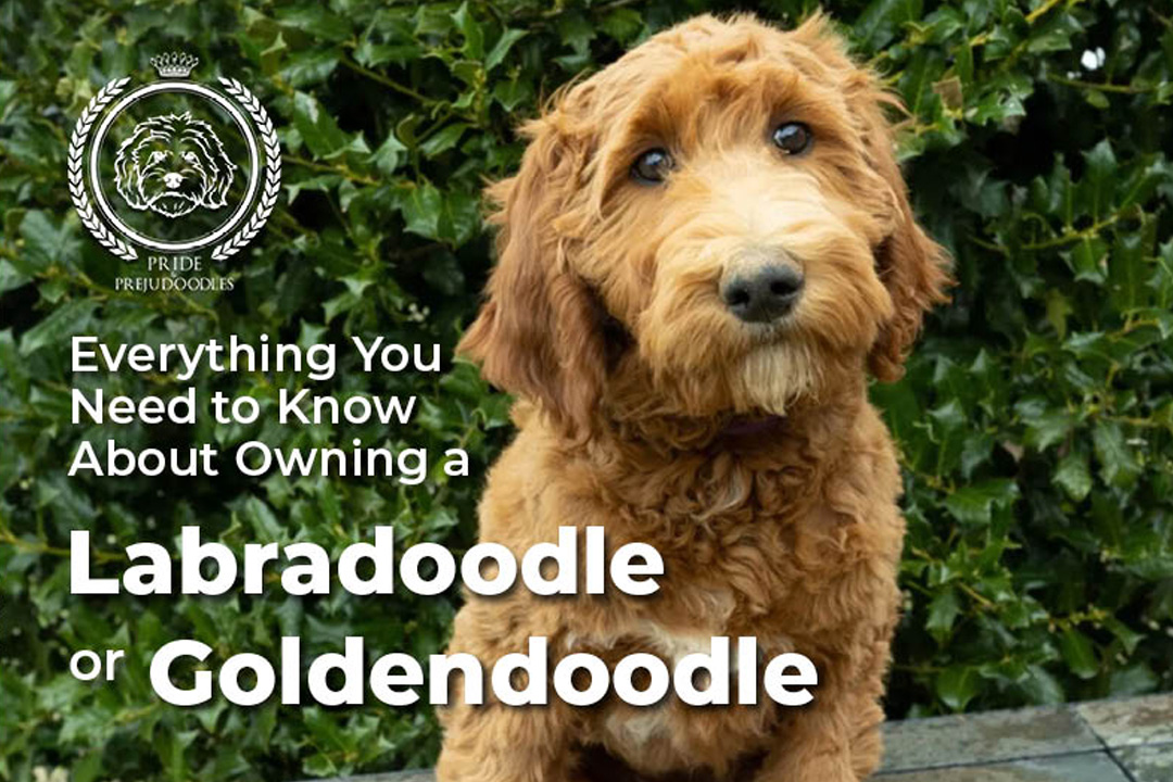 Everything You Need to Know About Owning a Labradoodle or Goldendoodle ...