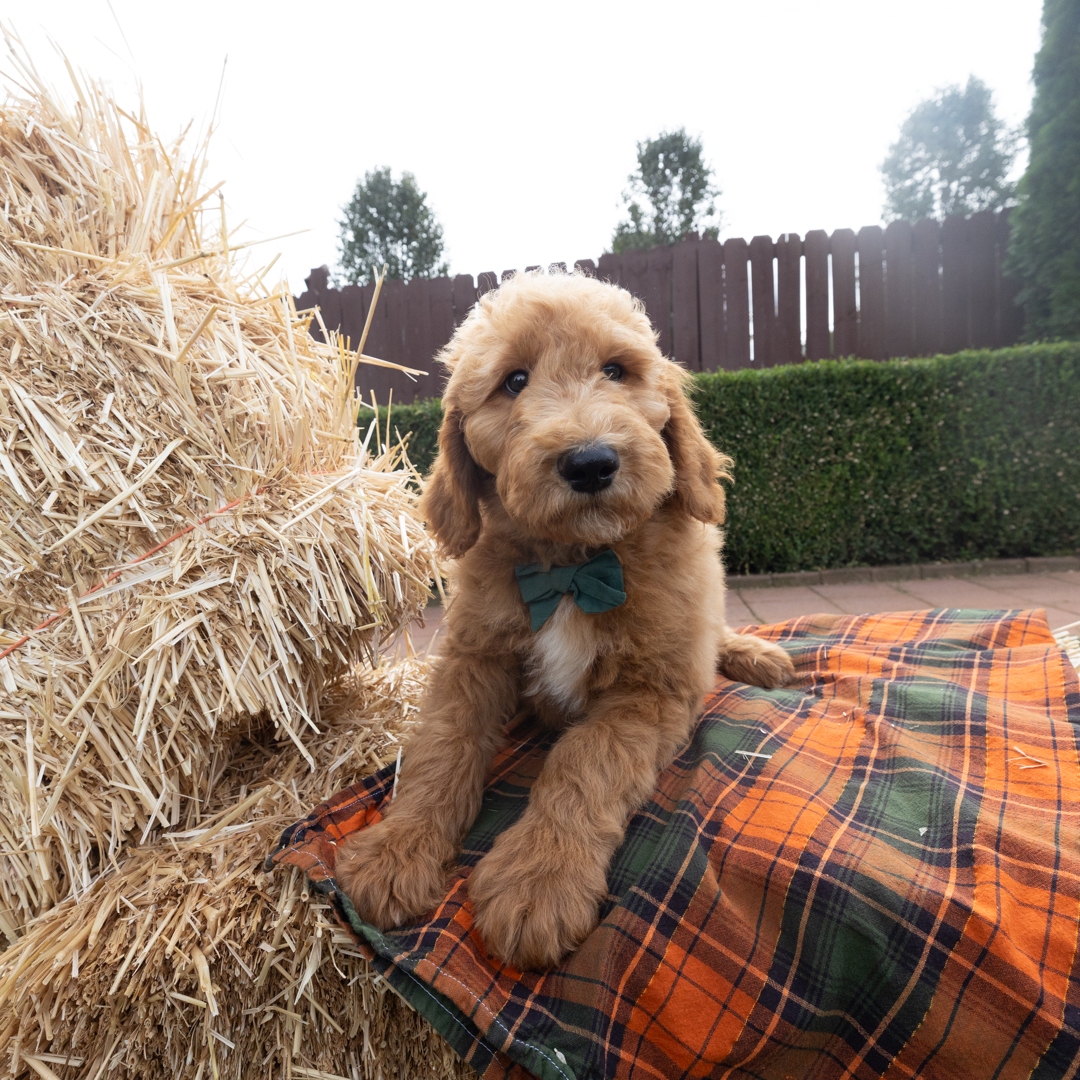 Margaret's Litter