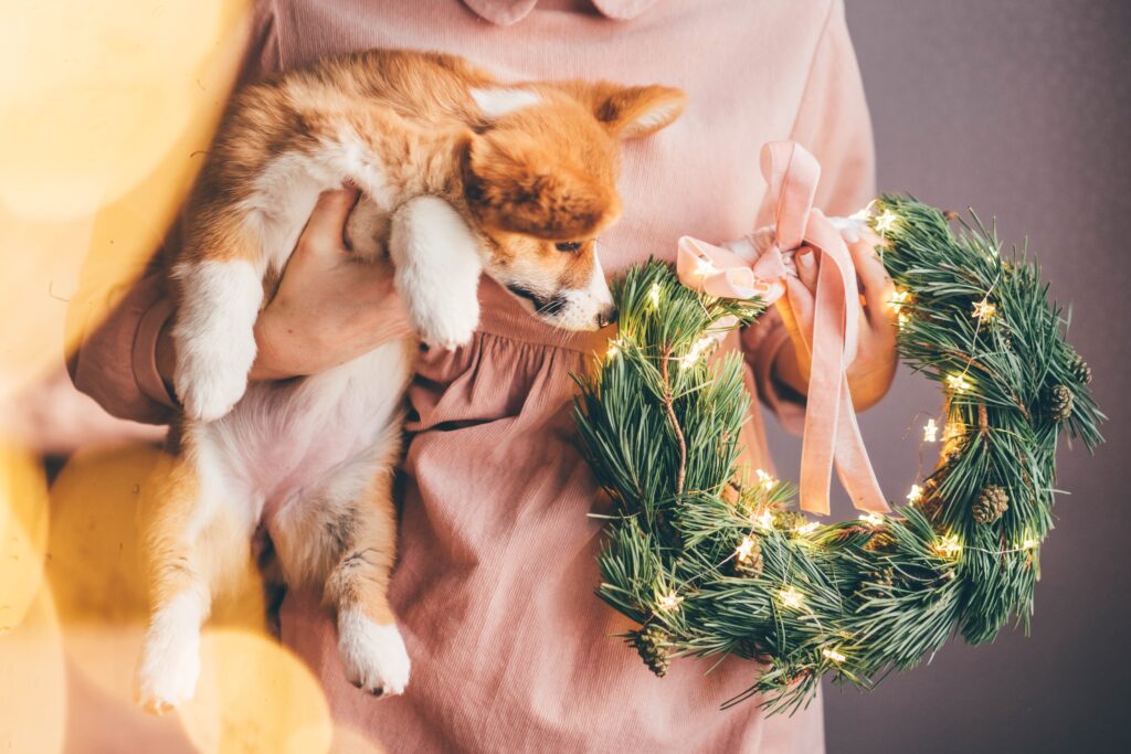 Corgi Puppy sniffing at a Christmas wreath