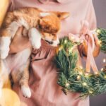 Corgi puppy smelling a Christmas wreath