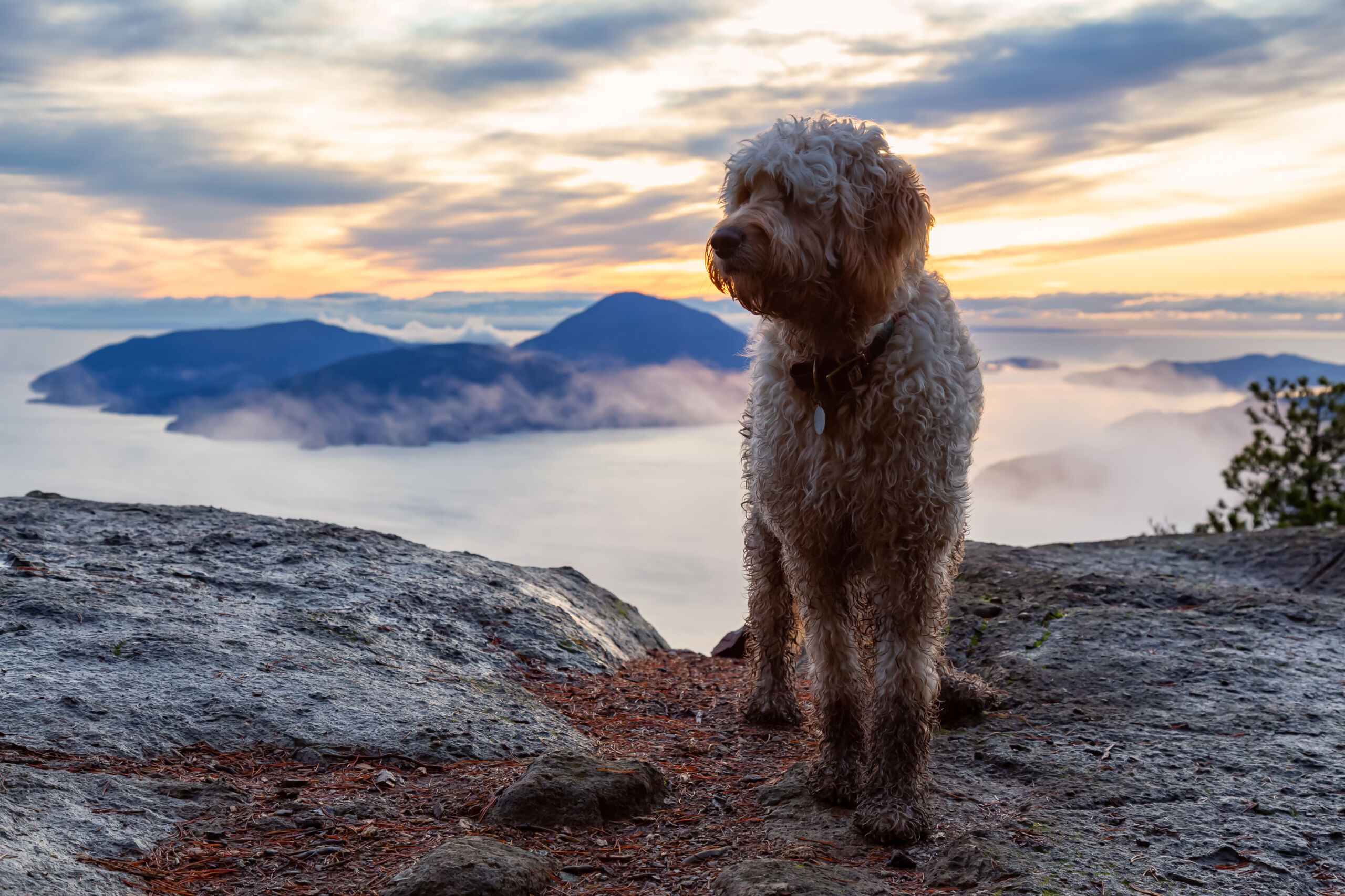 what is the lifespan of a goldendoodle