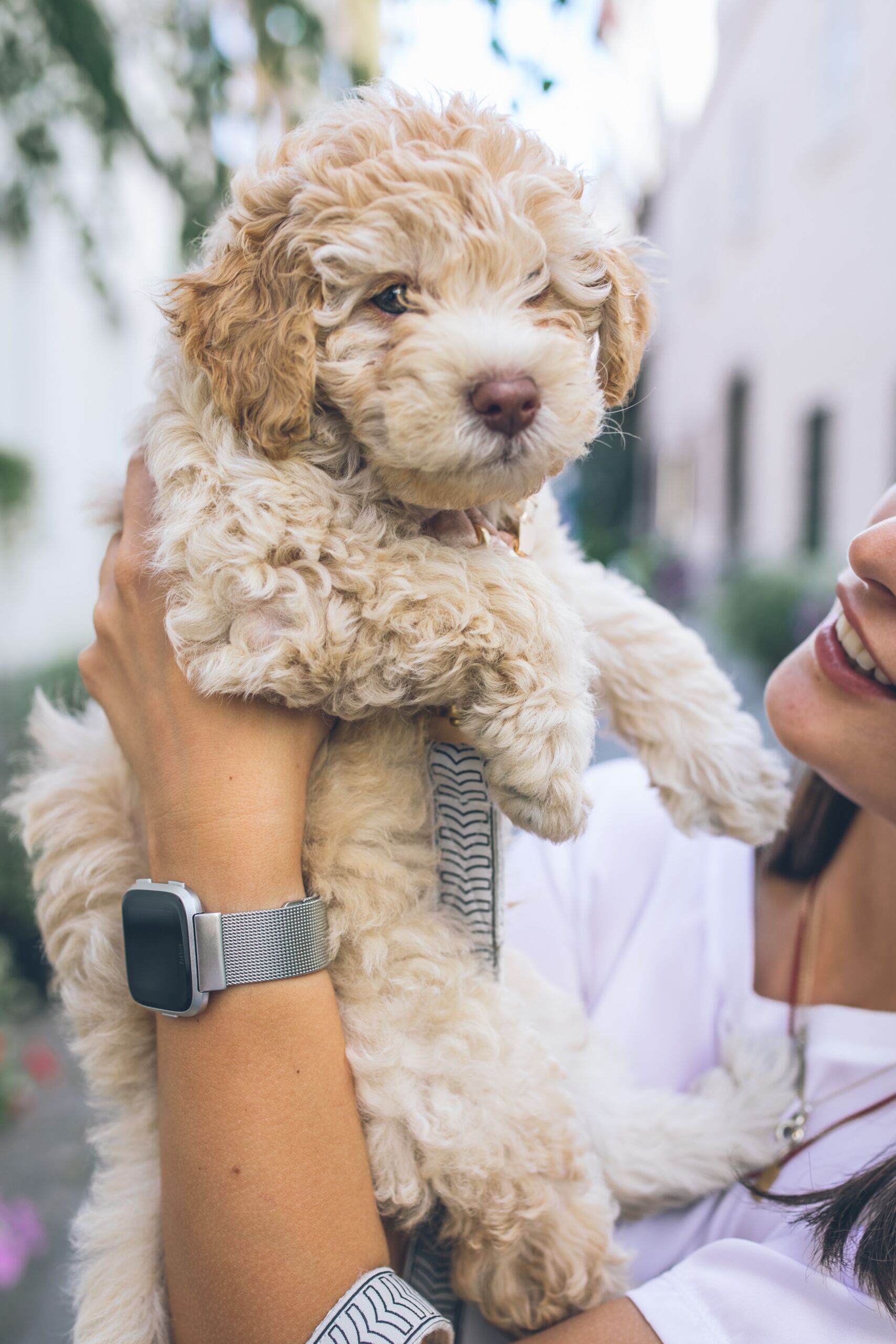Complete Guide on Goldendoodle Size: Toy, Mini, Medium, or Standard